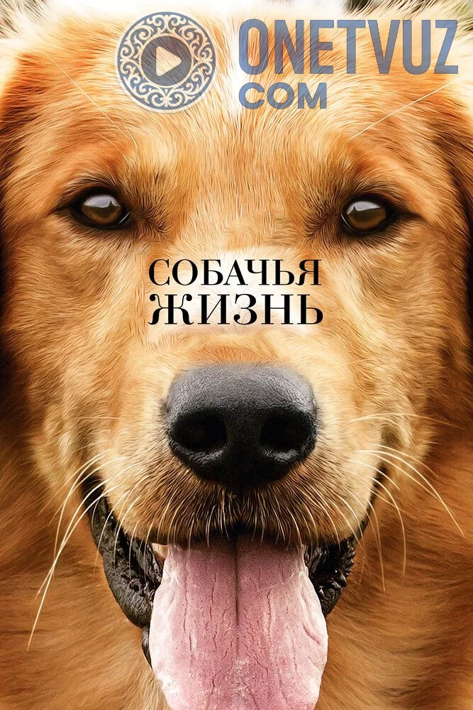 Sadoqat timsoli Uzbek tilida (2017) Premyera Tarjima kino FHD sifatda yuklab olish kochirish