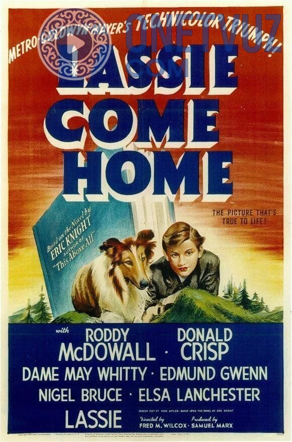 Lessi uyga qayt Uzbek tilida -rasim